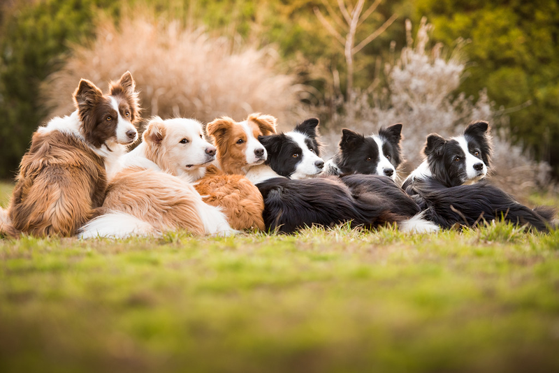 Illustration for article titled Las mejores fotos de perros del año, según un concurso que elige las mejores fotos de perros del año